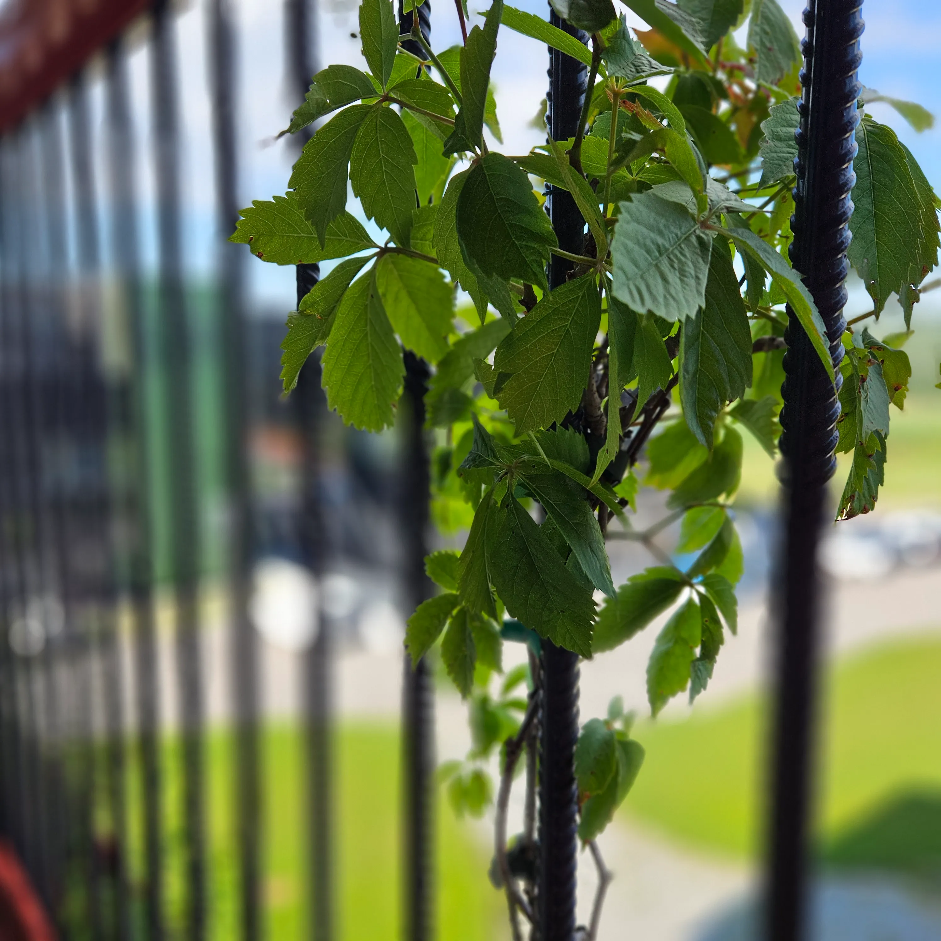 Kletterpflanze wächst an einem Laubengang-Geländer bei INNOVAMETALL hoch.